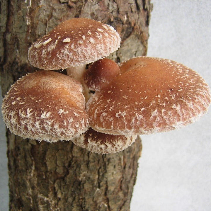 Mycelium, shiitake (80 g.)