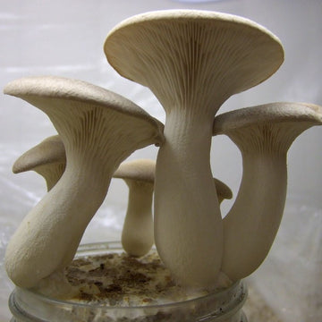 Mycelium, kejserhat (80 g.)